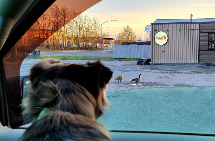 Image Credits: Heath | Backseat Bedroom