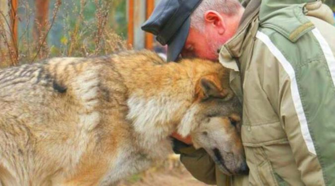 Kind forester's act of feeding a hungry female wolf, two months later three wolves thanked him 1