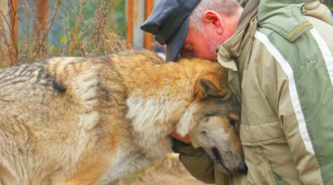 During the very cold winter, a mama wolf made her way to a forester's cabin in search of food.