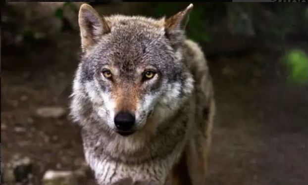 Kind forester's act of feeding a hungry female wolf, two months later three wolves thanked him 2
