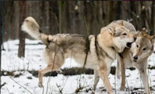 Kind forester's act of feeding a hungry female wolf, two months later three wolves thanked him 3
