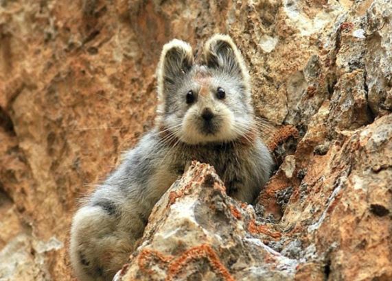 Super cute rare animal known as 'magic rabbit' was discovered for the first time in 20 years 1