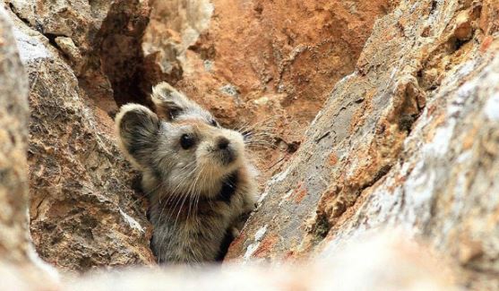 Super cute rare animal known as 'magic rabbit' was discovered for the first time in 20 years 4