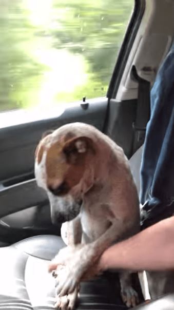The abandoned dog shows gratitude and love to the woman who rescued him 1