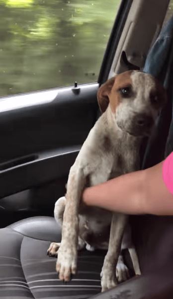The abandoned dog shows gratitude and love to the woman who rescued him 2