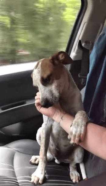 The abandoned dog shows gratitude and love to the woman who rescued him 3