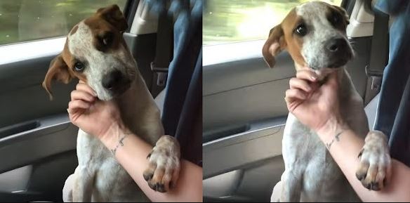 The abandoned dog shows gratitude and love to the woman who rescued him 4