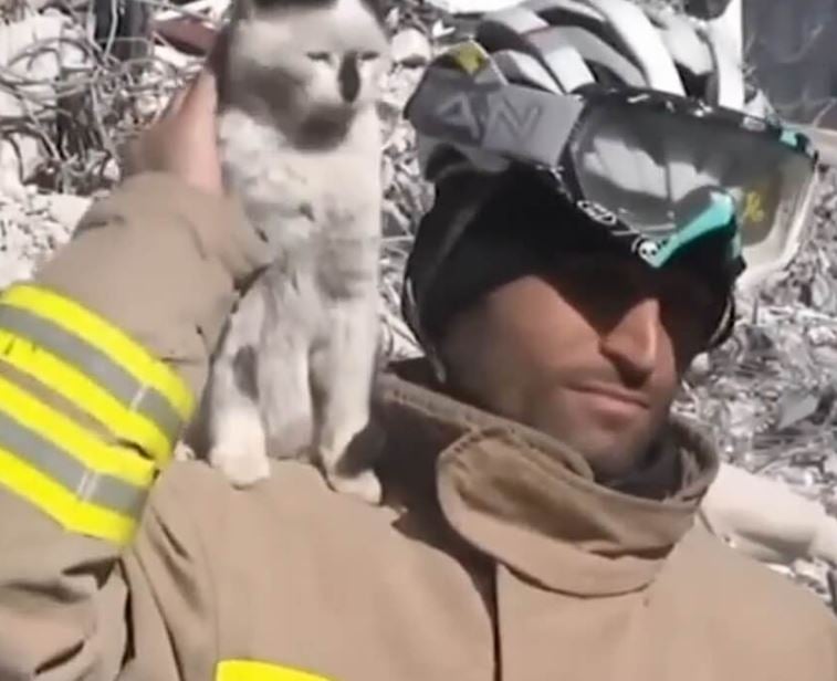 A cat rescued by a firefighter from earthquake rubble sticks by his side 3
