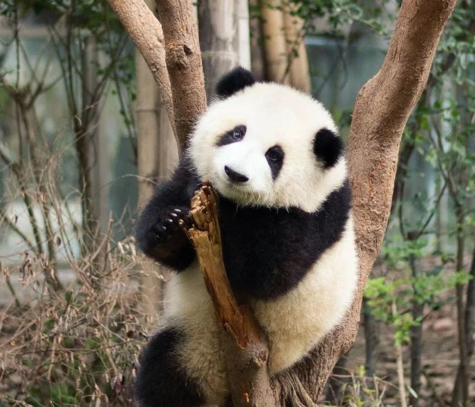 Baby panda melts his mom’s heart with their first meet-and-greet 2