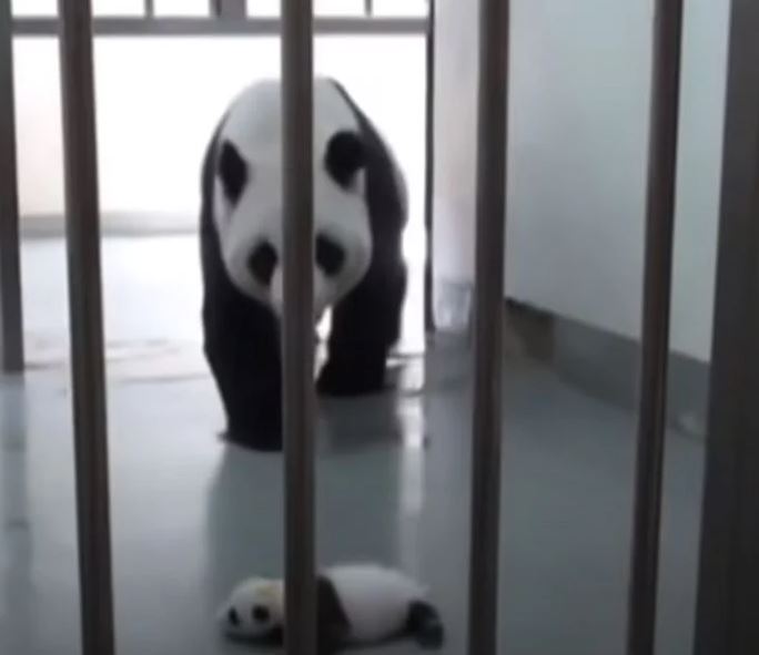 Baby panda melts his mom’s heart with their first meet-and-greet 3