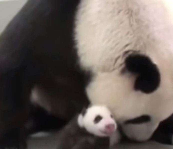 Baby panda melts his mom’s heart with their first meet-and-greet 4