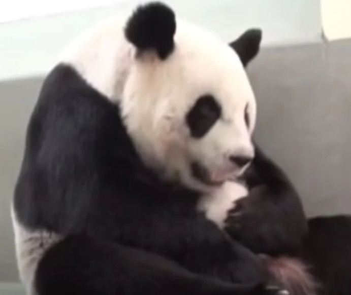 Baby panda melts his mom’s heart with their first meet-and-greet 5