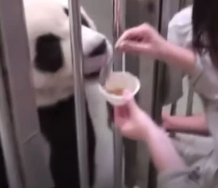 Baby panda melts his mom’s heart with their first meet-and-greet 6