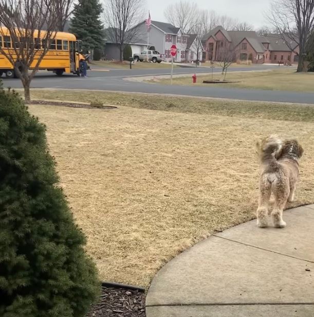 Bernedoodle's heartwarming after-school hug with little brother goes viral 1