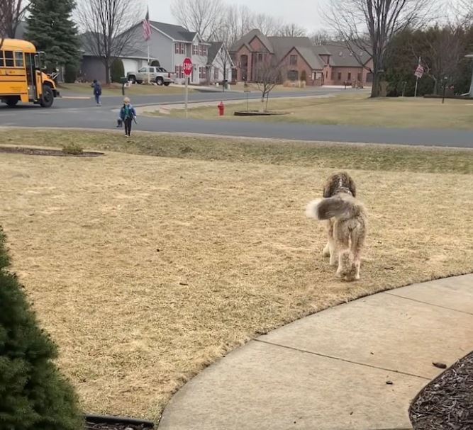 Bernedoodle's heartwarming after-school hug with little brother goes viral 2