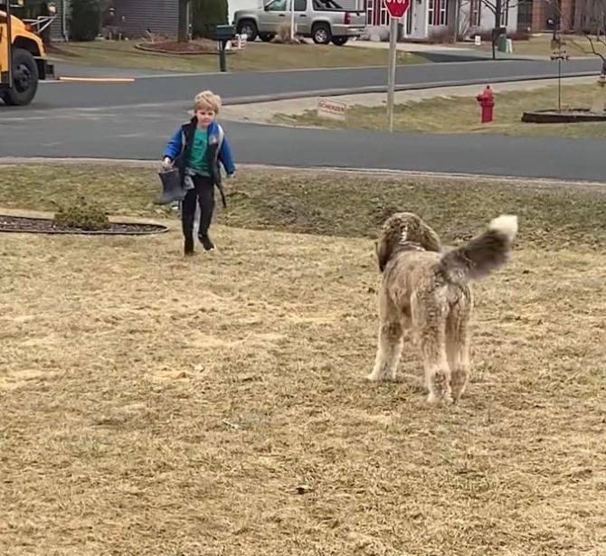 Bernedoodle's heartwarming after-school hug with little brother goes viral 3