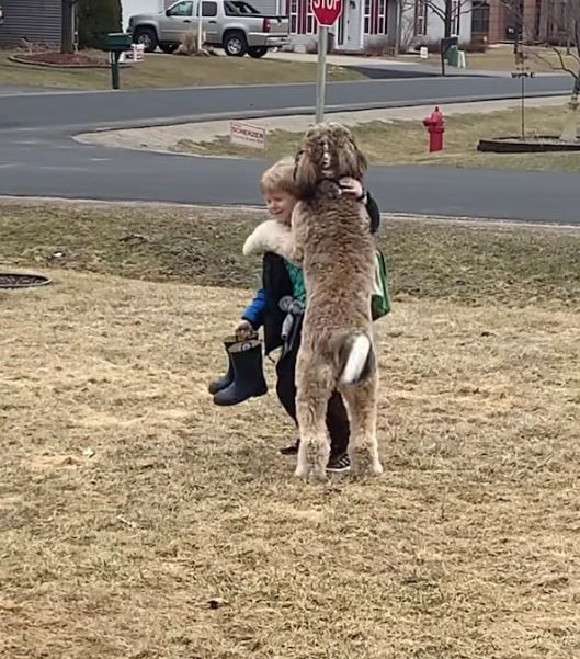 Bernedoodle's heartwarming after-school hug with little brother goes viral 4