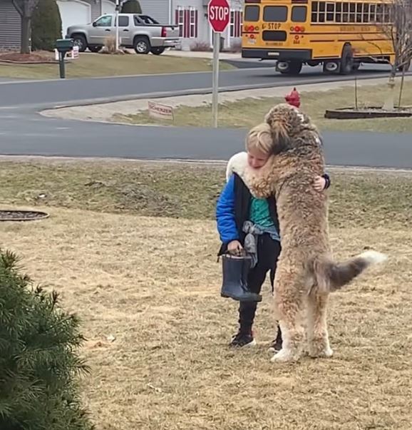 Bernedoodle's heartwarming after-school hug with little brother goes viral 5