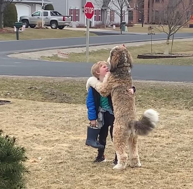 Bernedoodle's heartwarming after-school hug with little brother goes viral 6