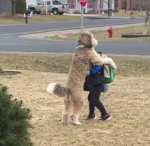 Bernedoodle's heartwarming after-school hug with little brother goes viral 7