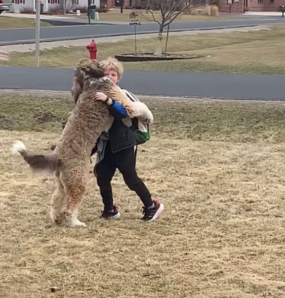 Bernedoodle's heartwarming after-school hug with little brother goes viral 8