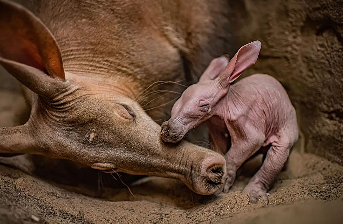 Image Credits: CHESTER ZOO