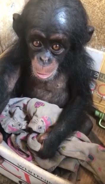 Poor chimp lived in a cardboard box for months before being rescued 1