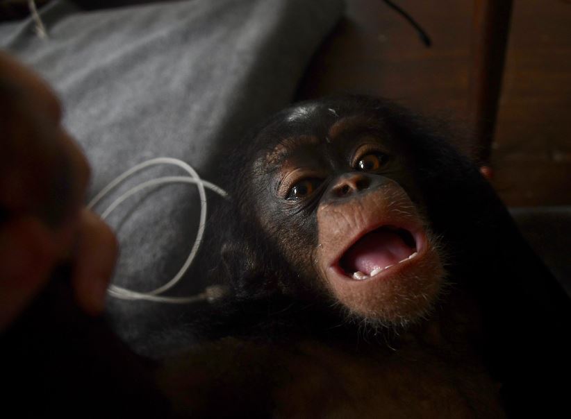 Poor chimp lived in a cardboard box for months before being rescued 2