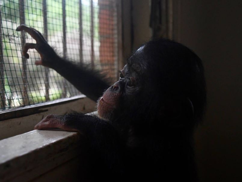 Poor chimp lived in a cardboard box for months before being rescued 3