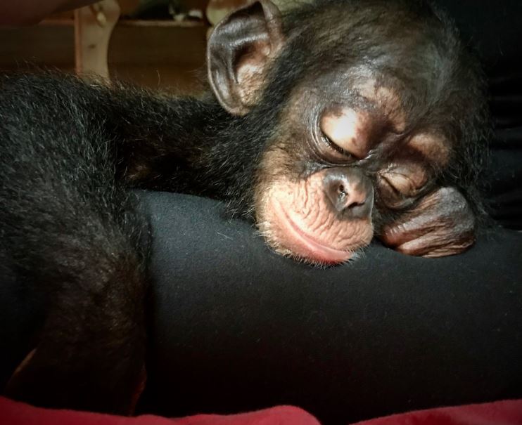 Poor chimp lived in a cardboard box for months before being rescued 4