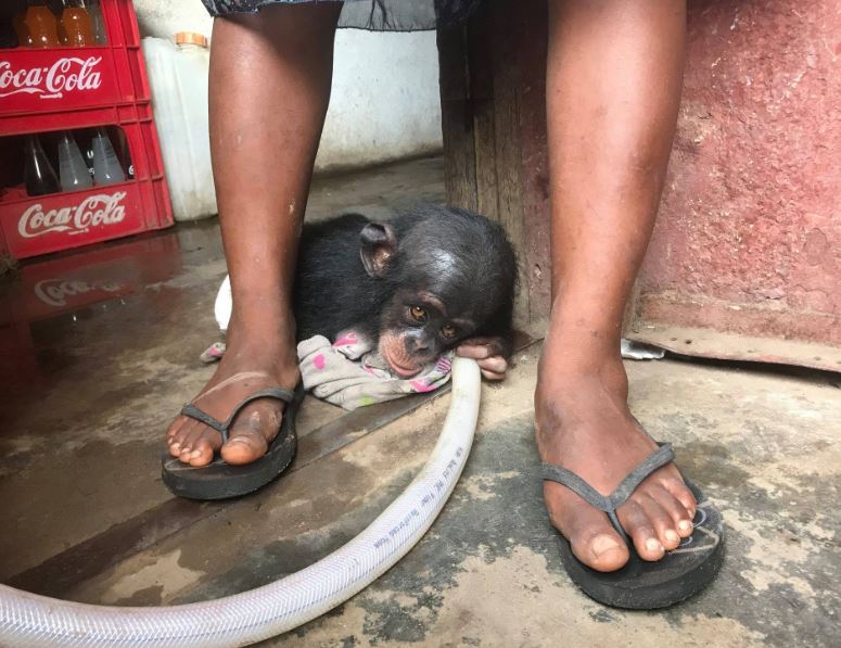 Poor chimp lived in a cardboard box for months before being rescued 5