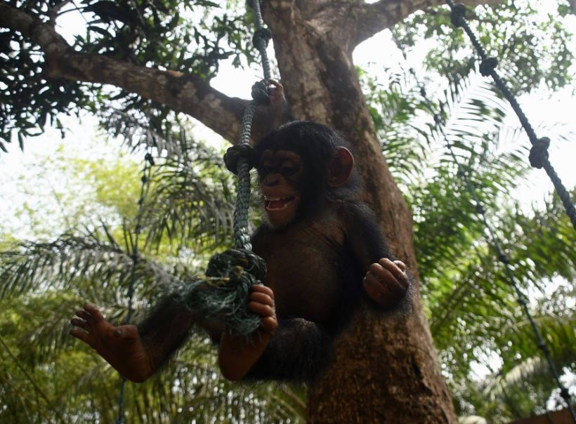 Poor chimp lived in a cardboard box for months before being rescued 6