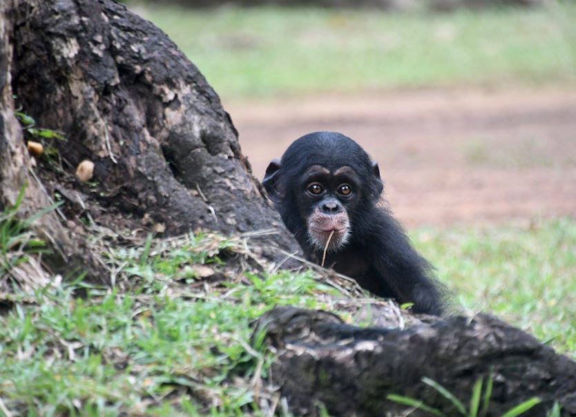 Poor chimp lived in a cardboard box for months before being rescued 7