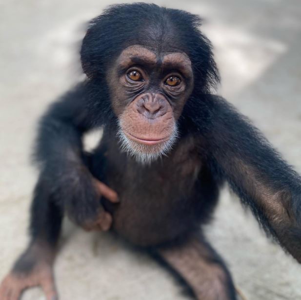 Poor chimp lived in a cardboard box for months before being rescued 8