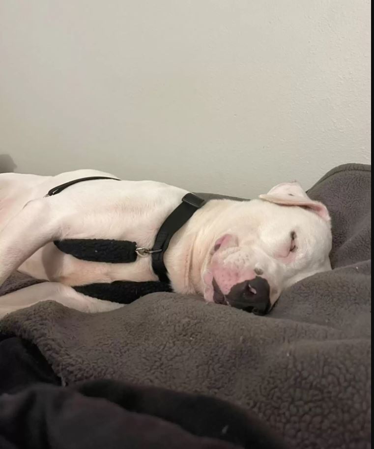 Shelter's longest resident finds family and falls asleep with a smile 6