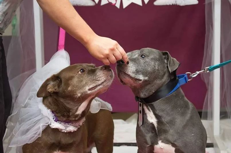 A shelter hosts heartwarming wedding for senior rescue dogs to boost adoption prospects 2