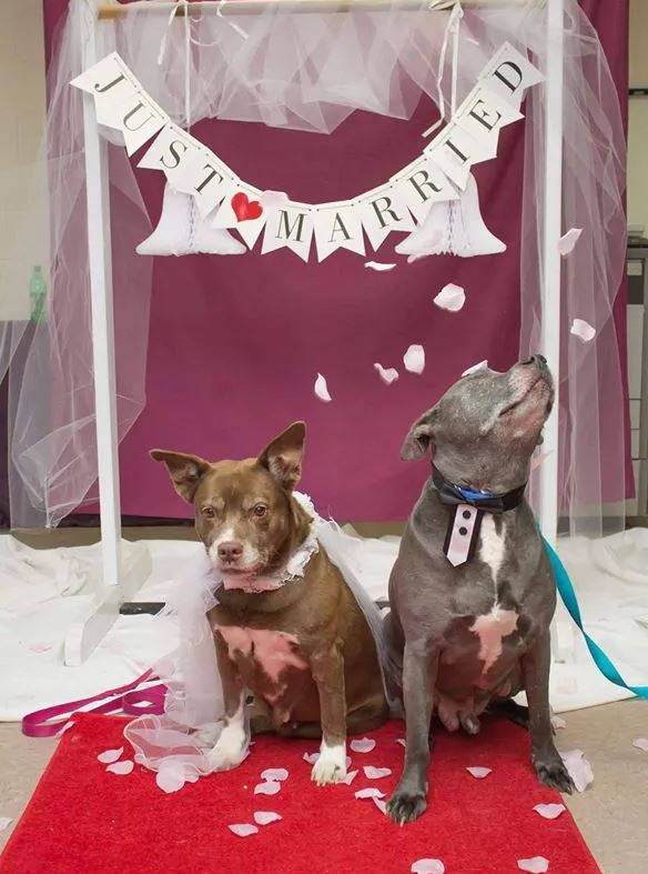 A shelter hosts heartwarming wedding for senior rescue dogs to boost adoption prospects 3