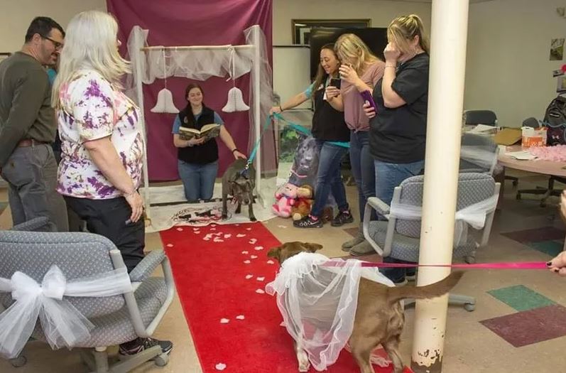 A shelter hosts heartwarming wedding for senior rescue dogs to boost adoption prospects 4