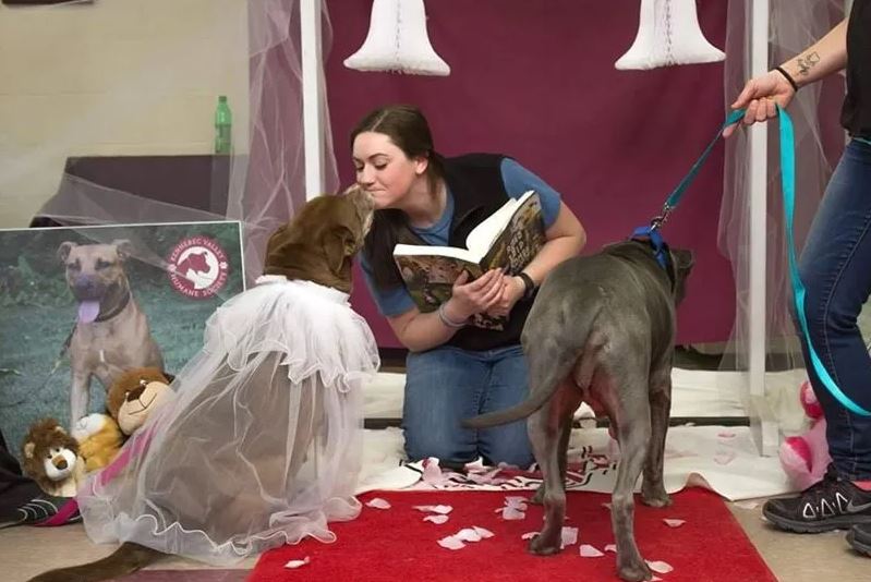A shelter hosts heartwarming wedding for senior rescue dogs to boost adoption prospects 5