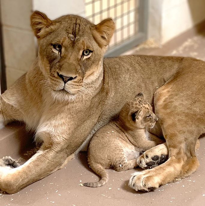 Dad lion meets his baby cub for the first time in heartwarming video 2
