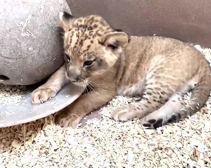 Dad lion meets his baby cub for the first time in heartwarming video 3