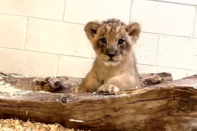 Dad lion meets his baby cub for the first time in heartwarming video 4