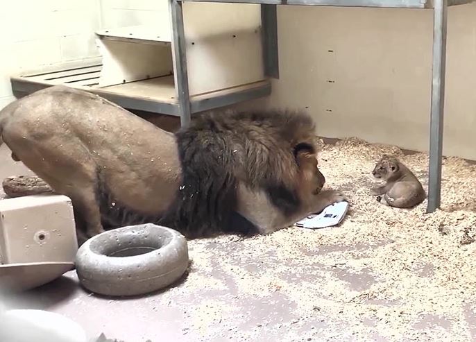 Dad lion meets his baby cub for the first time in heartwarming video 5