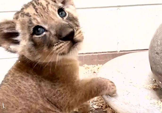 Dad lion meets his baby cub for the first time in heartwarming video 6