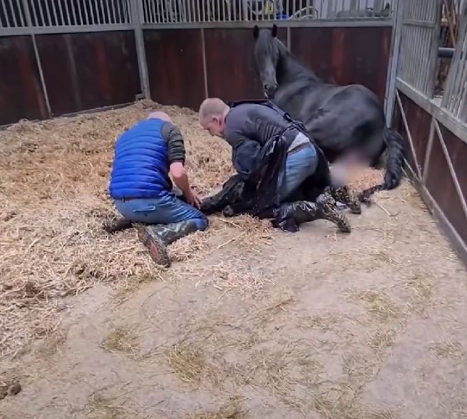 Mama horse 'adopting' an orphaned foal after losing her own baby goes melts 26 million hearts 2