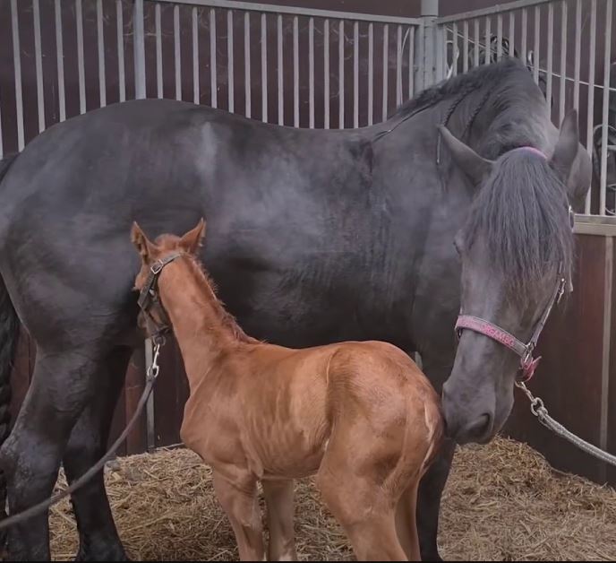 Mama horse 'adopting' an orphaned foal after losing her own baby goes melts 26 million hearts 5