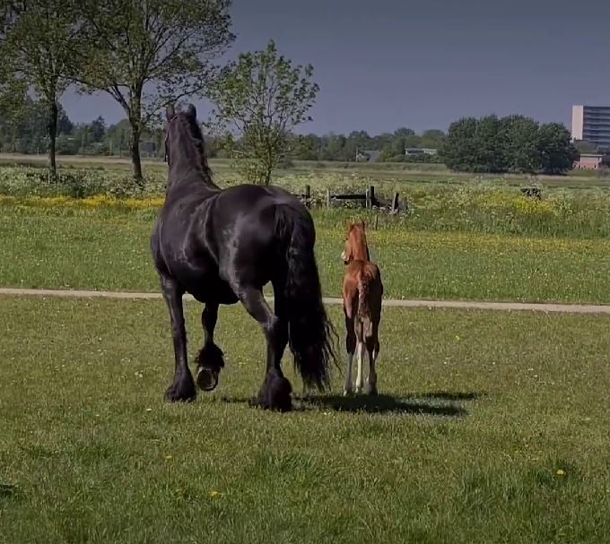 Mama horse 'adopting' an orphaned foal after losing her own baby goes melts 26 million hearts 6