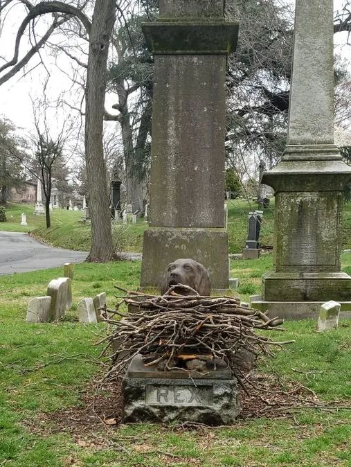 People placed sticks on the grave of a dog that passed away 100 years ago 4