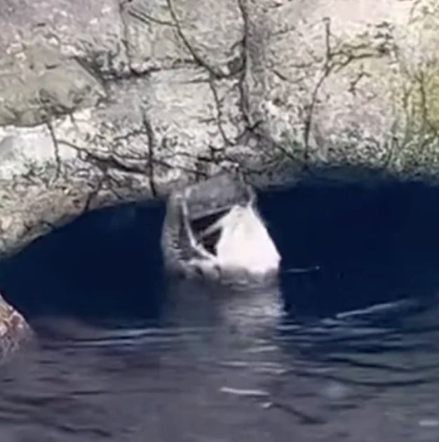 A mischievous otter picks up a visitor's dropped iPhone and repeatedly slams it against a rock 2