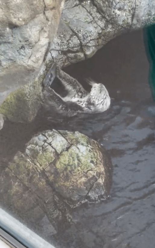 A mischievous otter picks up a visitor's dropped iPhone and repeatedly slams it against a rock 6